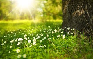 https://pixabay.com/en/spring-tree-flowers-meadow-wood-276014/