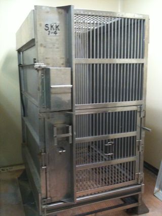 A cage typically used to hold chimpanzees (Hope Ferdowsian)