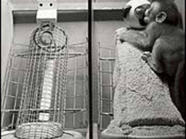 Three Lessons From Wire Mother Psychology Today