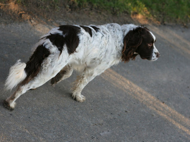 dog hyper after spay