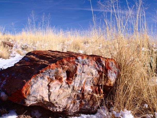 A petrified log in the Petrified Forest National Park