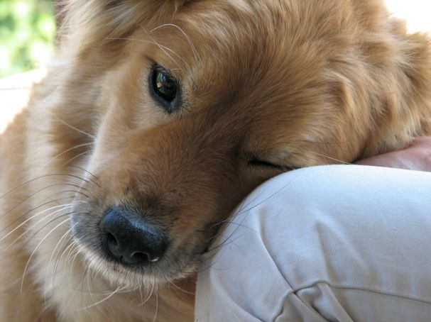 Pet Euthanasia During The Pandemic Psychology Today Canada