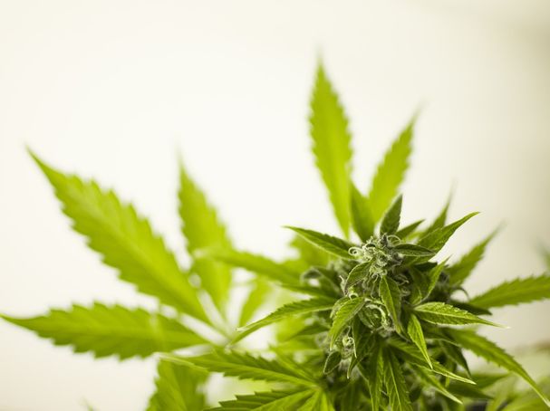 SCHIZOPHRENIA AND CBD OIL: The Absolute ...