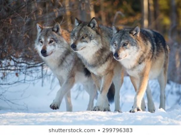 globaal Omhoog gaan Belangrijk nieuws The Story of Yellowstone Wolf 8: From Underdog to Alpha Male | Psychology  Today