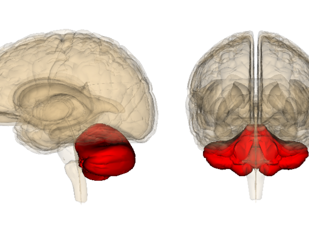 Life Sciences Database/Wikipedia Commons