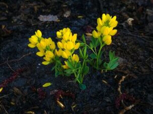 David Wirzba/Unsplash