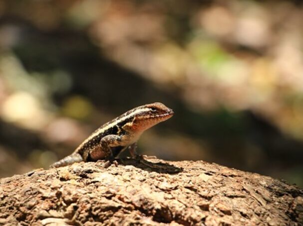 Georg Auffarth/Unsplash