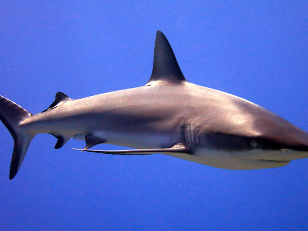 NOAA Photo Library, via Wikimedia Commons