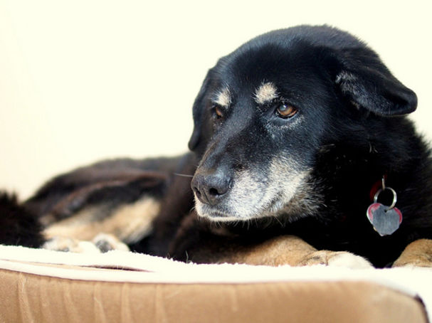 dogs eyes turning grey