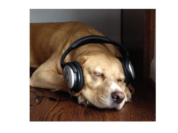 therapy music for dogs