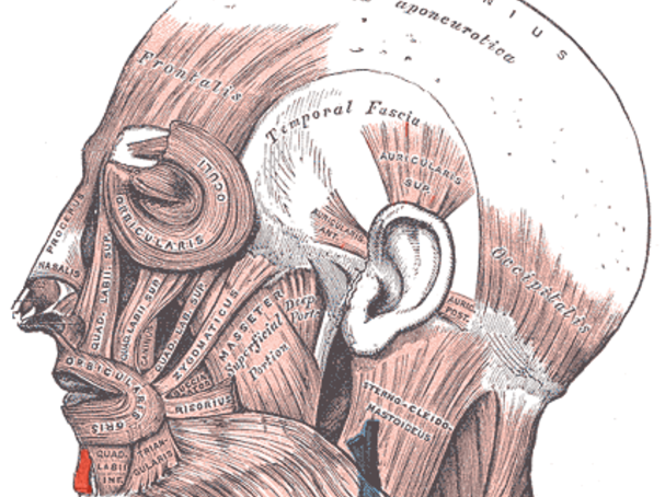 Gray378.png/Uwe Gille/commons.wikimedia.org/wiki/File:Mentalis.png