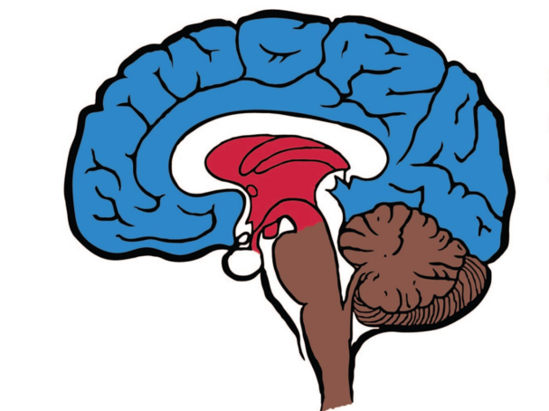 The MEHRIT Centre (TMC)