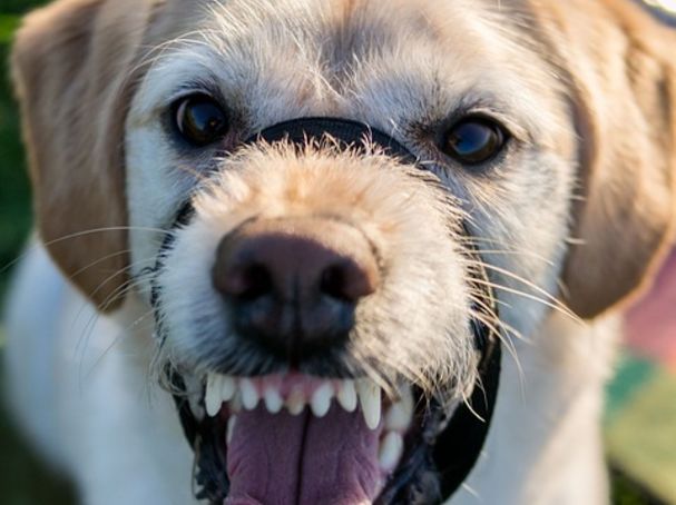 dog muzzle for vet visit