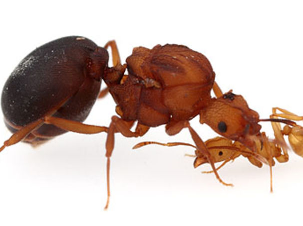 Ant Colonies Have Specialized First Responders | Psychology Today
