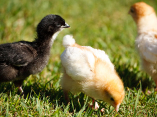 iStock/Used with Permission