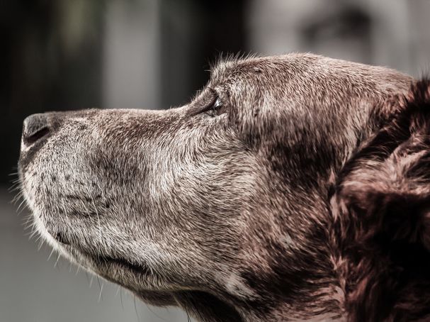 Pixabay/CC0 Public Domain