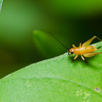 Nature's Bounty: Got Ants in Your Pans?