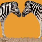 Can We Stop Comparing Ourselves to Others?