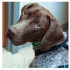 NorCalGSPrescue photo-Creative Commons License