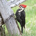 Cephas/Wikimedia Commons