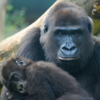 Flickr Creative Commons