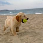 sipofbourbon, pinterest free downloads