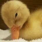 Via Wikimedia Commons