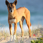 australian wildlife free images