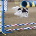 Helena Mt Dog Training Helena Mt Dog Training