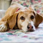 The Life Expectancy of 165 Breeds of Dogs