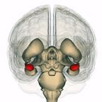 Life Science Databases/Wikimedia Commons