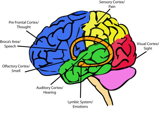 trauma brain