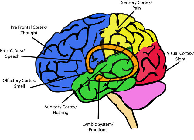 This Is Your Brain | Psychology Today