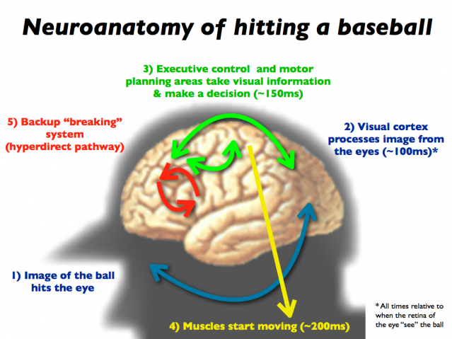 neuroanatomy of and neural processes of The functional neuroanatomy of comprehension and memory: the importance of prior knowledge in a process establishing coherence the specific neural correlates . neuroanatomy of and neural processes of The functional neuroanatomy of comprehension and memory: the importance of prior knowledge in a process establishing coherence the specific neural correlates .