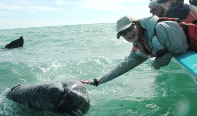Horwitz's daughter with a gray whale in Baja Josh Horwitz's daughter with a gray whale in Baja