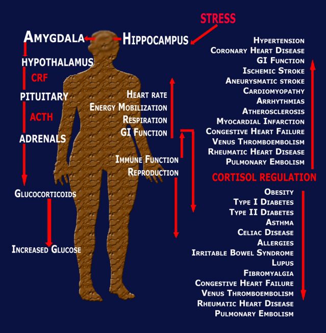 The Pathophysiology of Stress