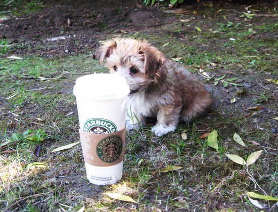 What is it that makes pumpkin-in-a-cup so enticing?