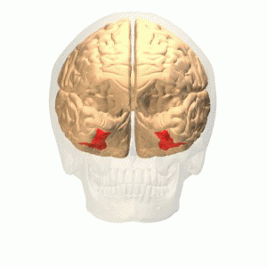 Fusiform gyrus animation