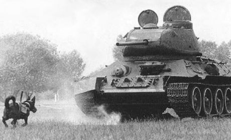 Russian anti tank dog Russian anti tank dog german panzer