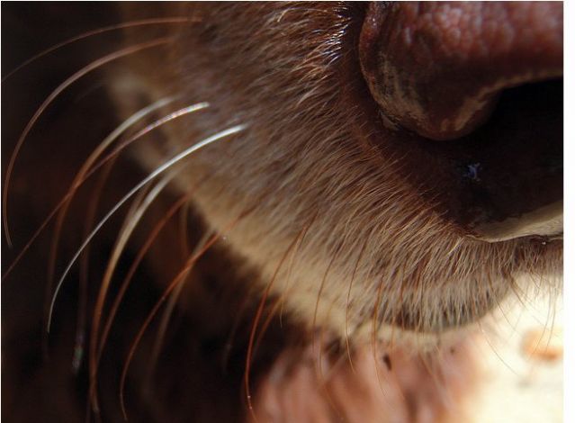 Why Do Dogs Have Whiskers  Psychology Today