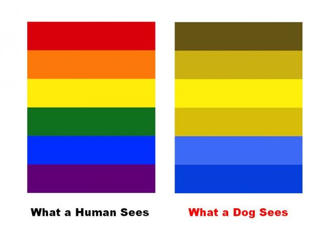 what color do dogs see