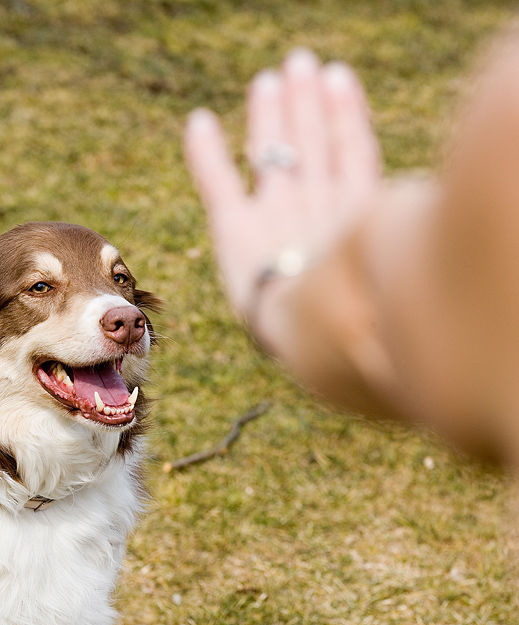 What Type of Training Schedule Works Best for Dogs? Psychology Today