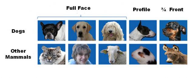 do dogs recognize faces