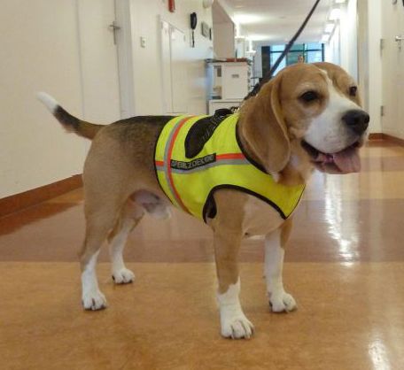 Dog canine infection detection C. difficile Beagle Cliff