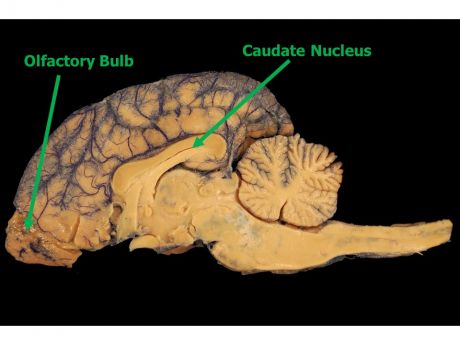 Is the Dog's Brain Tuned to Love People? | Psychology Today