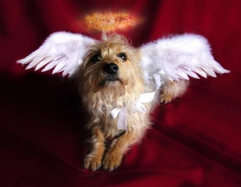 can dogs go to heaven catholic