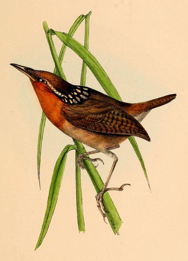 Musician wren (Cyphorhynus arada)
