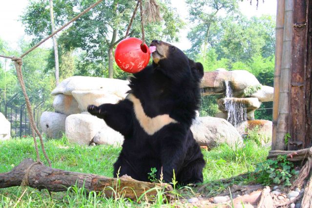 A recovered Jasper playing with his red ball (Courtesy of Animals Asia)