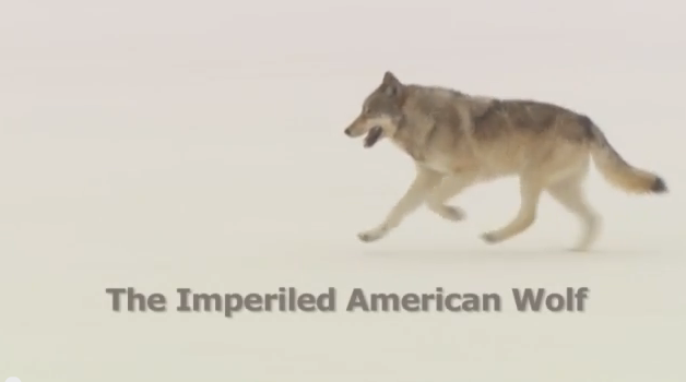 The Imperiled American Wolf: When Will The Killing Stop? | Psychology Today