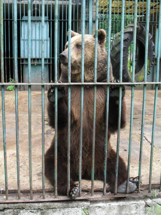 is it ethical to keep animals in zoos